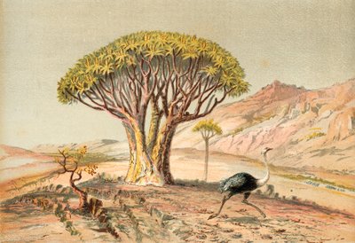 De grote bomen: aloë van Damaraland, Zuidwest-Afrika door English School